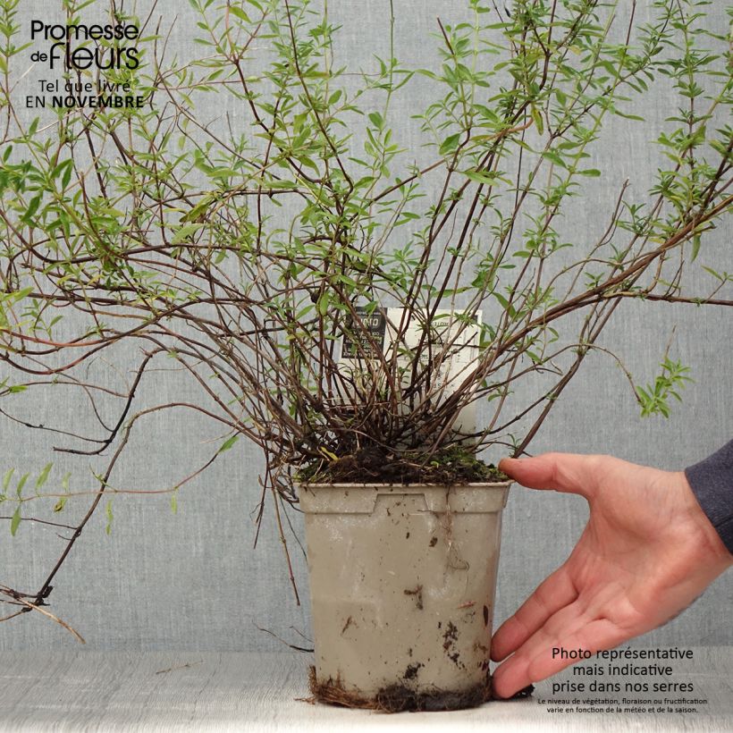 Exemplaar van Salvia microphylla Nachtvlinder - Struiksalie Pot van 2 l/3 l zoals geleverd in de herfst