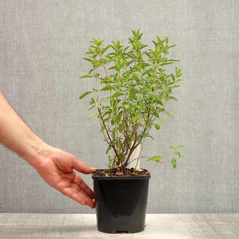 Exemplaar van Salvia microphylla Nachtvlinder - Struiksalie Pot van 2 l/3 l zoals geleverd in de lente