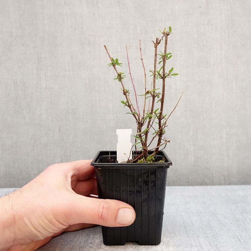 Exemplaar van Salvia microphylla Oriental Dove - Struiksalie Kweekpotje van 8/9 cm zoals geleverd in de winter