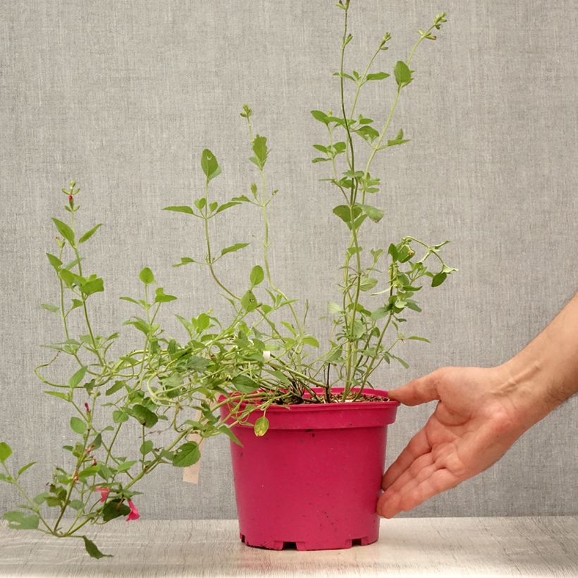 Exemplaar van Salvia microphylla Pink Lips Jeremy - Struiksalie Pot van 2 l/3 l zoals geleverd in de zomer