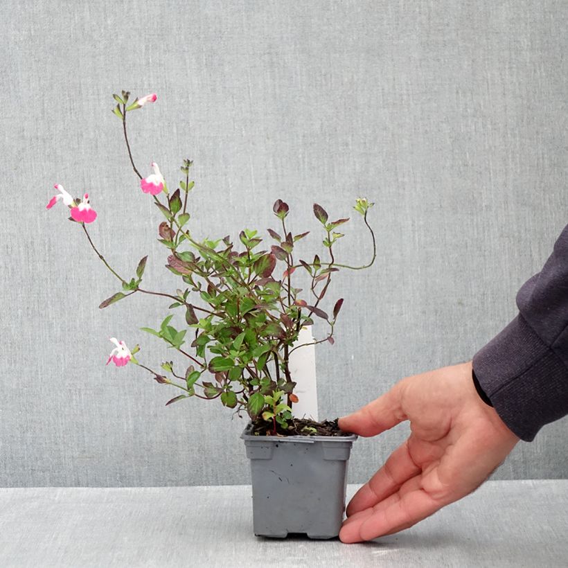 Exemplaar van Salvia microphylla Pink Lips Jeremy - Struiksalie Kweekpotje van 8/9 cm zoals geleverd in de herfst