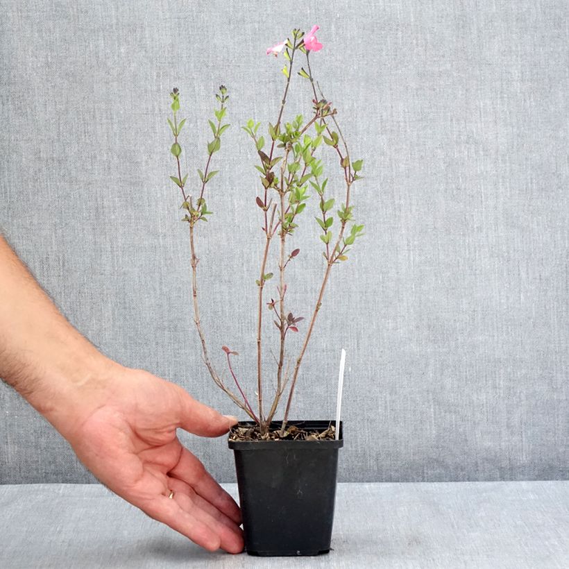 Exemplaar van Salvia microphylla Pink Lips Jeremy - Struiksalie Kweekpotje van 8/9 cm zoals geleverd in de zomer