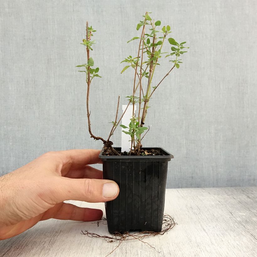 Exemplaar van Salvia jamensis Reve Rouge - Struiksalie Kweekpotje van 8/9 cm zoals geleverd in de herfst