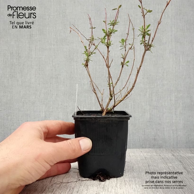 Exemplaar van Salvia jamensis Reve Rouge - Struiksalie Kweekpotje van 8/9 cm zoals geleverd in de lente