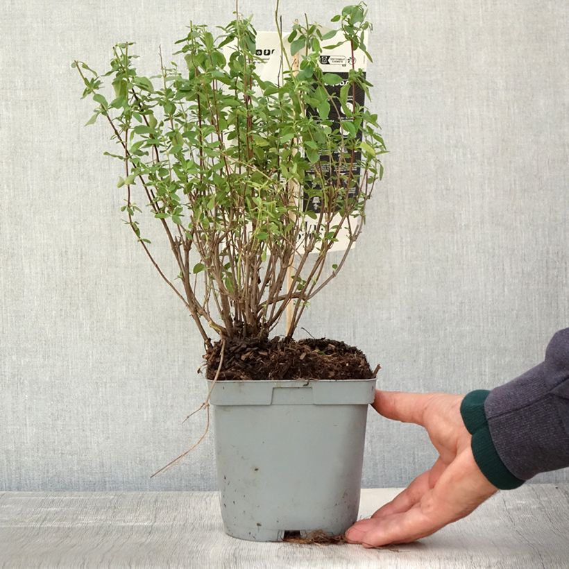 Exemplaar van Salvia jamensis Reve Rouge - Struiksalie Pot van 2 l/3 l zoals geleverd in de herfst