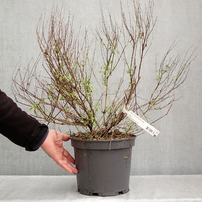 Exemplaar van Salvia jamensis Reve Rouge - Struiksalie Pot van 4 l/5 l zoals geleverd in de herfst