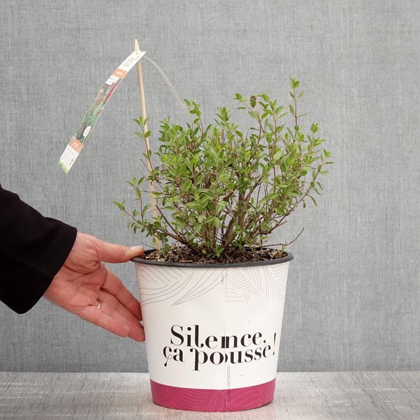 Exemplaar van Salvia jamensis Reve Rouge - Struiksalie Pot van 4 l/5 l zoals geleverd in de lente