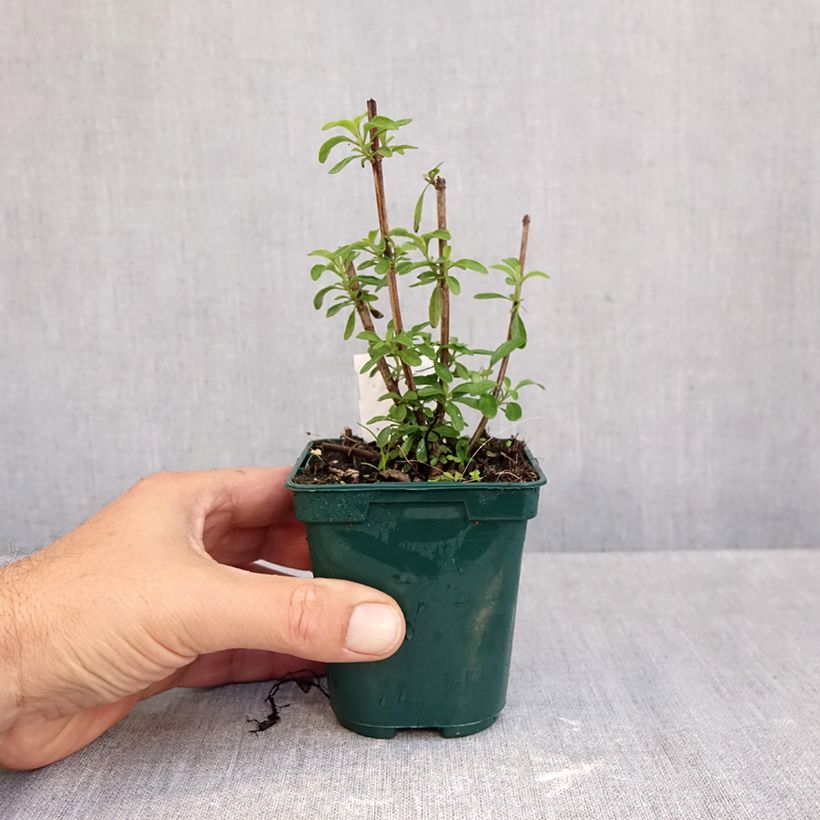 Exemplaar van Salvia greggii Mirage Burgundy - Herfstsalie Kweekpotje van 8/9 cm zoals geleverd in de herfst