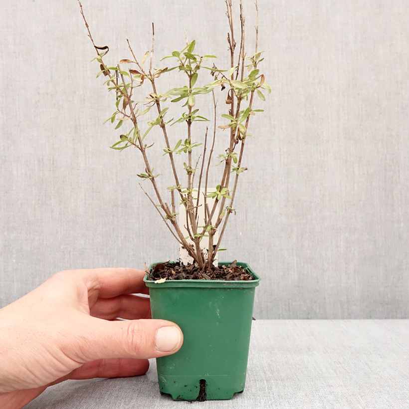 Exemplaar van Sauge arbustive - Salvia greggii Mirage Burgundy Godet de 8/9 cm zoals geleverd in de winter