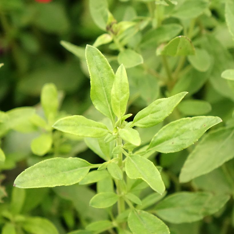 Salvia greggii Mirage Burgundy - Herfstsalie (Blad)