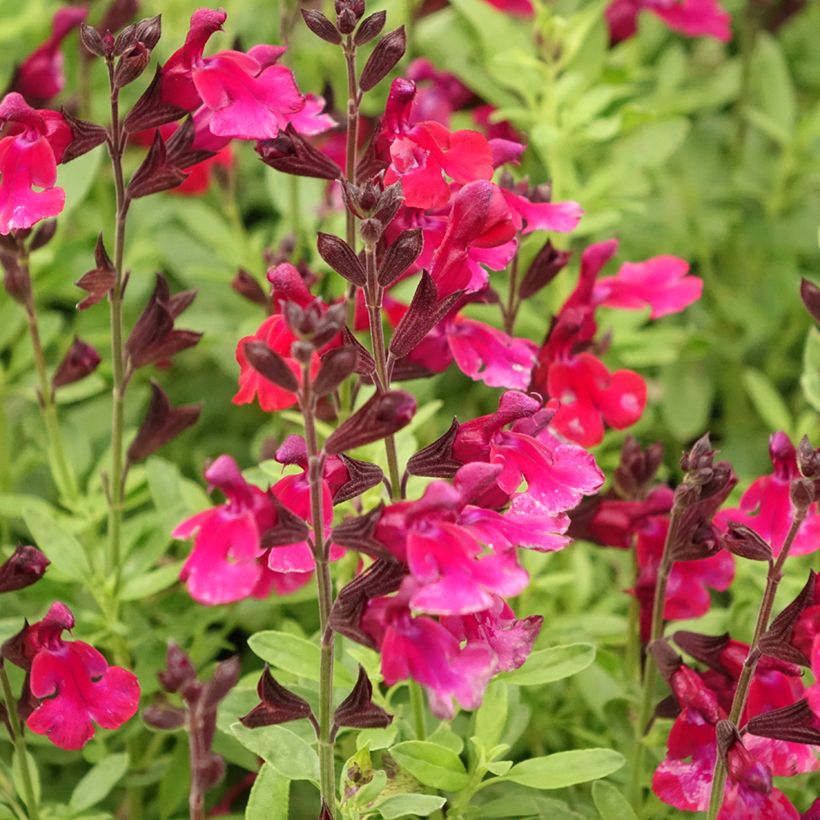 Salvia greggii Mirage Burgundy - Herfstsalie (Bloei)