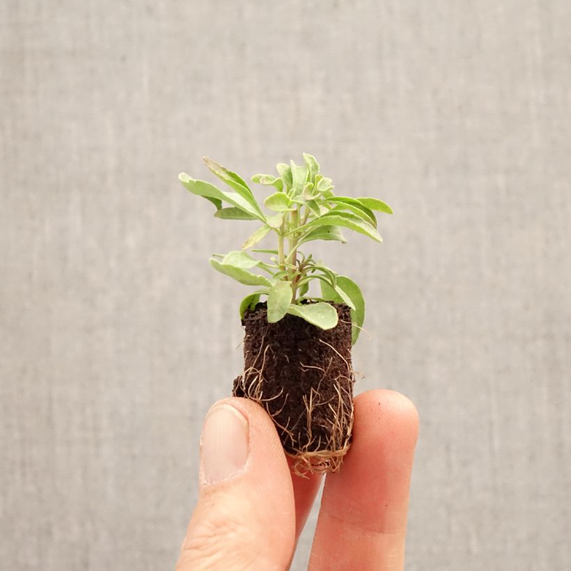 Exemplaar van Salvia greggii Mirage Burgundy - Herfstsalie Mini-mot Ø 3/4 cm zoals geleverd in de lente