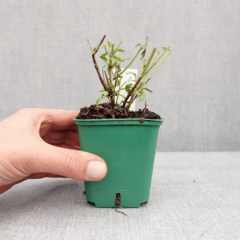 Exemplaar van Salvia greggii Mirage Salmon - Herfstsalie Kweekpotje van 8/9 cm zoals geleverd in de winter