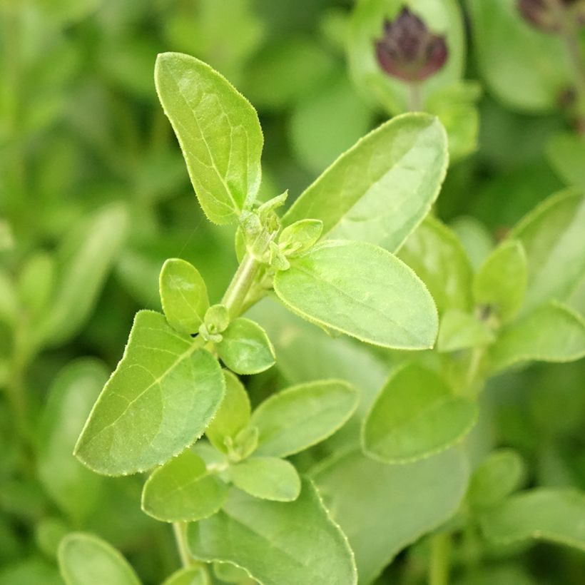 Salvia greggii Mirage Salmon - Herfstsalie (Blad)