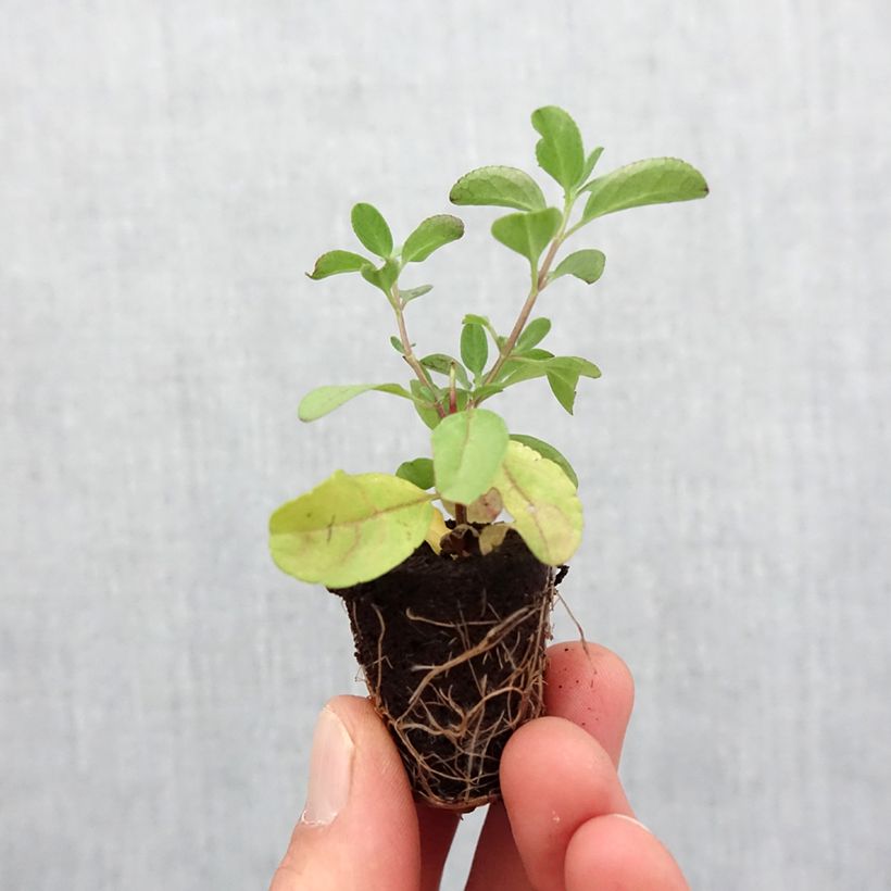 Exemplaar van Salvia greggii Mirage Salmon - Herfstsalie Mini-mot Ø 3/4 cm zoals geleverd in de lente