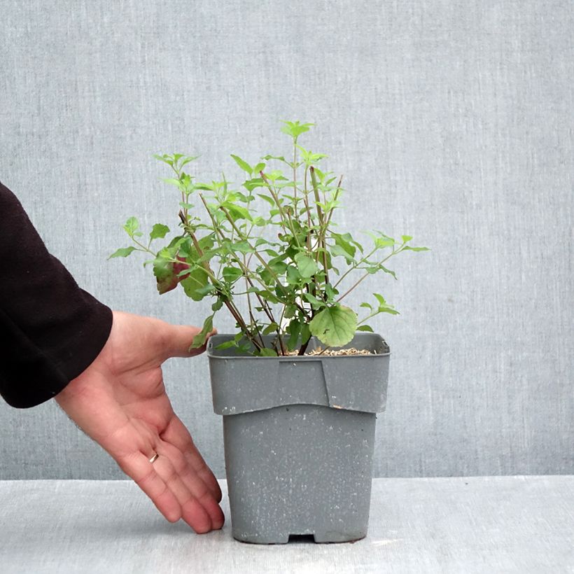 Exemplaar van Salvia microphylla Hot Lips - Struiksalie Pot van 2 l/3 l zoals geleverd in de herfst
