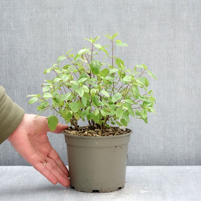 Example of Salvia microphylla Hot Lips - Struiksalie Pot van 2 l/3 l as you get in hiver