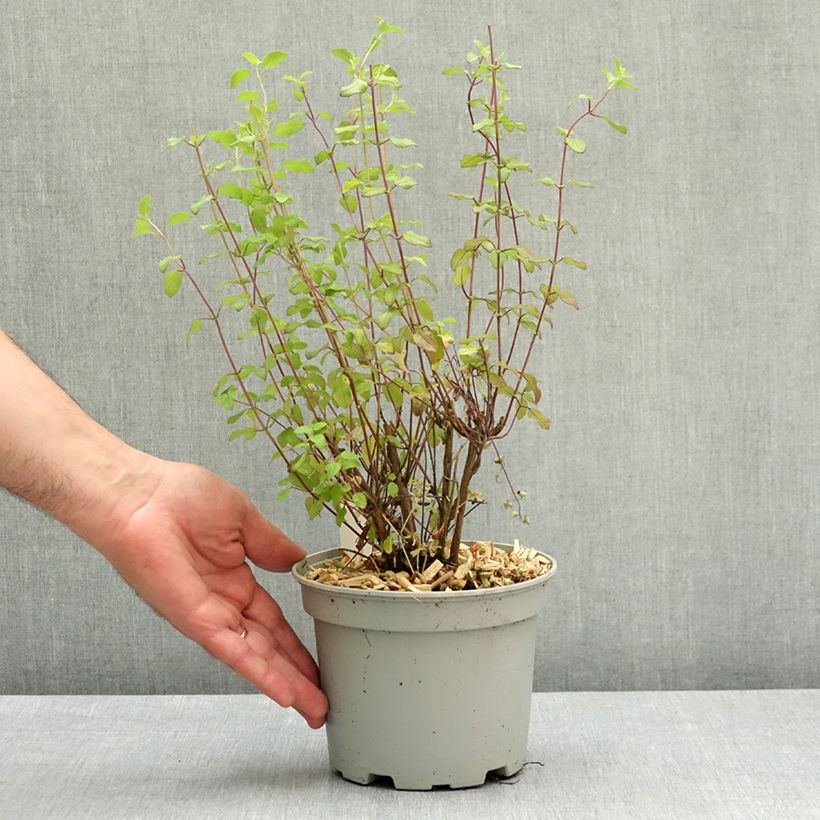Exemplaar van Salvia microphylla Hot Lips - Struiksalie Pot van 2 l/3 l zoals geleverd in de lente