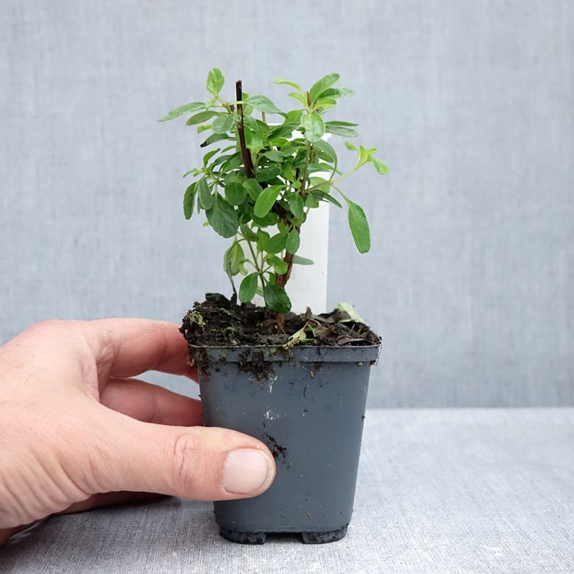 Exemplaar van Salvia microphylla So Cool Pale Blue - Struiksalie Kweekpotje van 8/9 cm zoals geleverd in de herfst