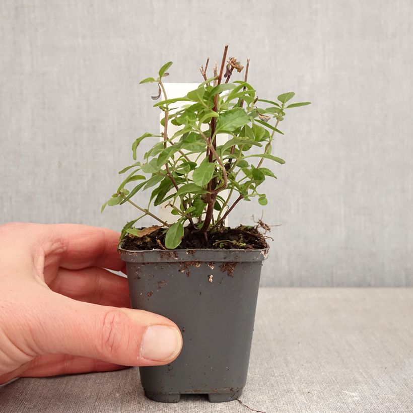 Exemplaar van Salvia microphylla So Cool Pale Blue - Struiksalie Kweekpotje van 8/9 cm zoals geleverd in de winter