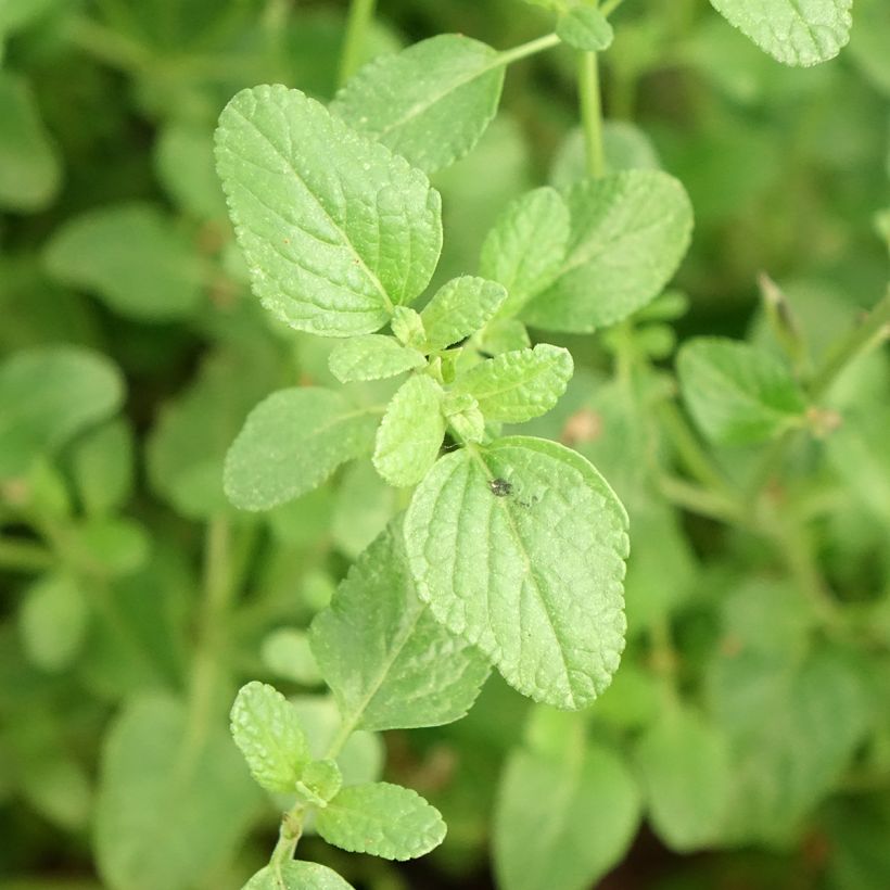 Salvia microphylla So Cool Pale Blue - Struiksalie (Blad)
