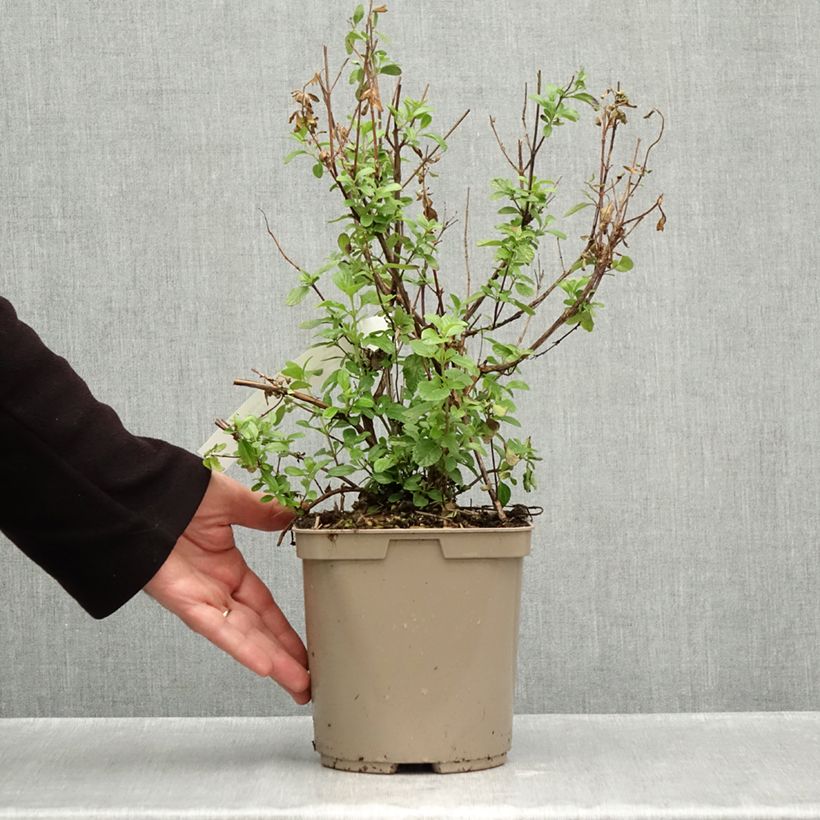 Exemplaar van Salvia microphylla So Cool Pale Blue - Struiksalie Pot van 3 l/4 l zoals geleverd in de herfst