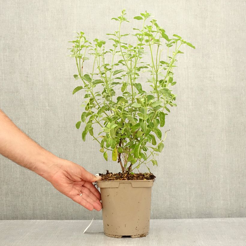 Exemplaar van Salvia microphylla So Cool Pale Blue - Struiksalie Pot van 3 l/4 l zoals geleverd in de zomer