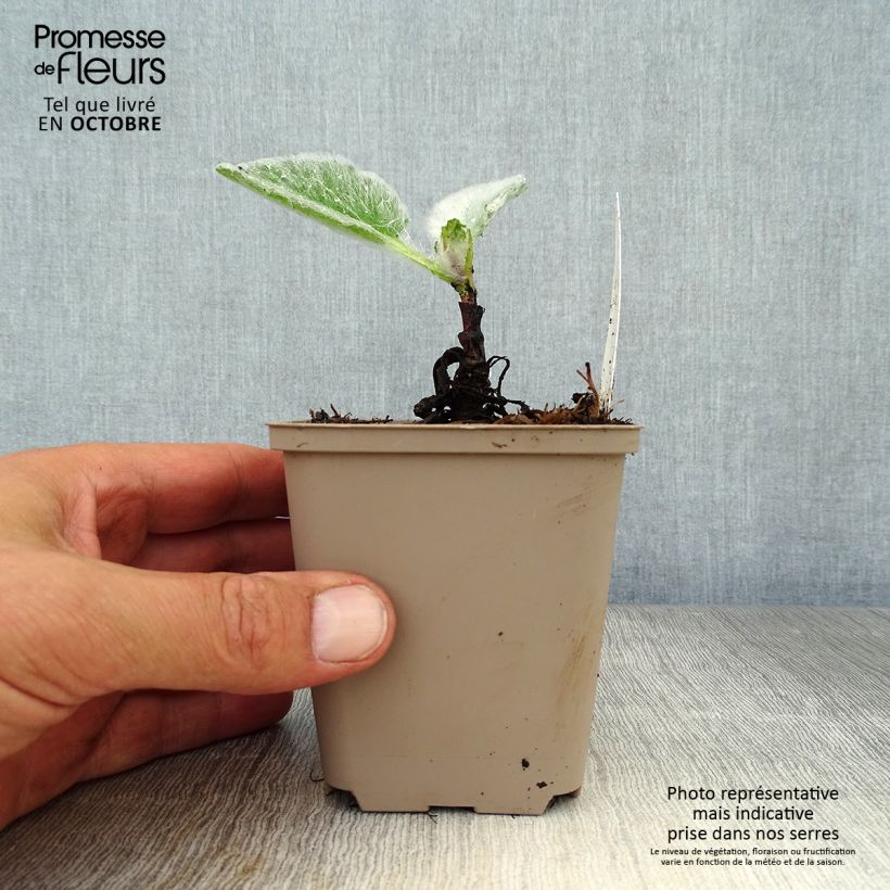 Exemplaar van Salvia argentea - Zilversalie Kweekpotje van 8/9 cm zoals geleverd in de herfst