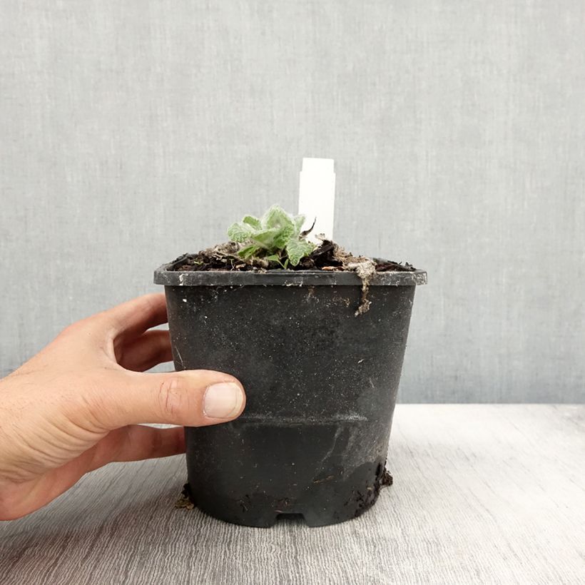 Exemplaar van Salvia argentea - Zilversalie Pot van 1,5 l/2 l zoals geleverd in de herfst