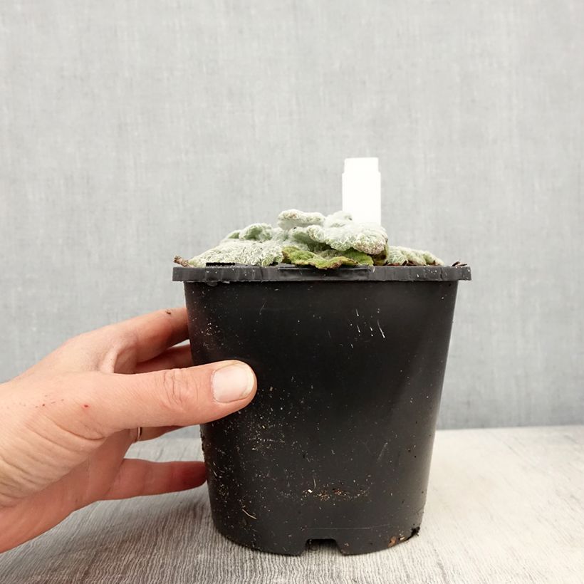 Exemplaar van Salvia argentea - Zilversalie Pot van 1,5 l/2 l zoals geleverd in de lente