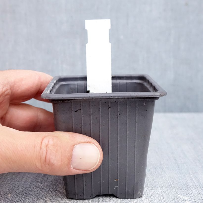 Exemplaar van Sauge blanche laineuse - Salvia candidissima Kweekpotje van 8/9 cm zoals geleverd in de herfst