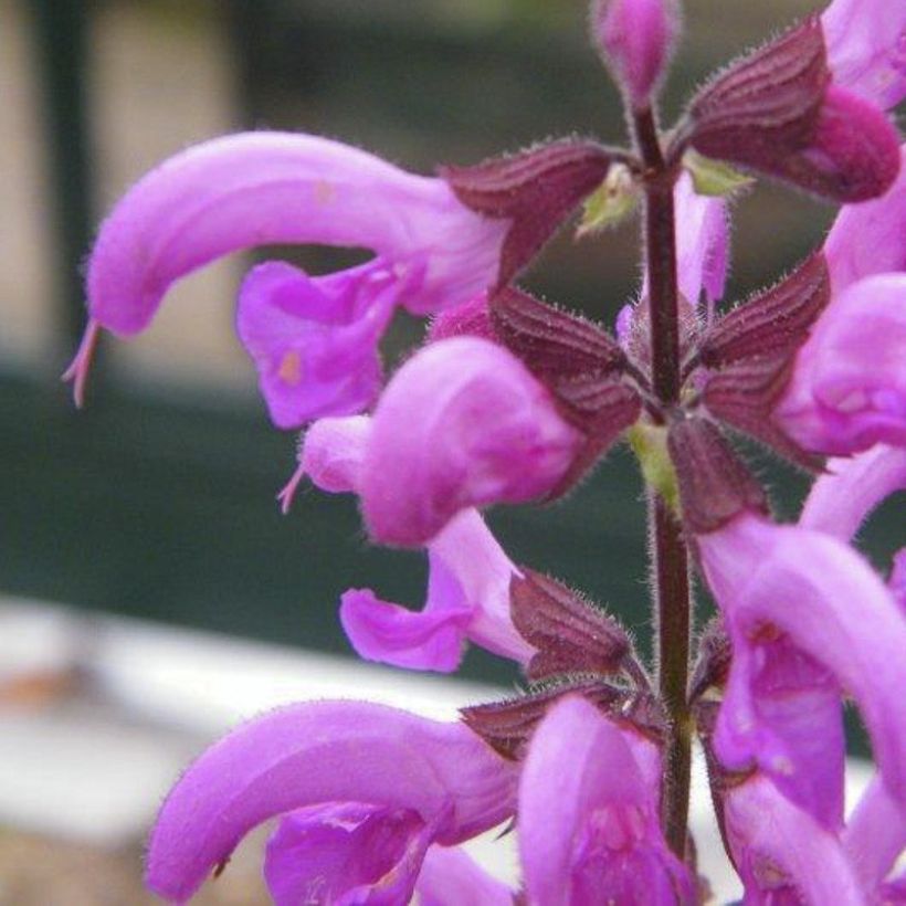Salvia pratensis Sweet Esmeralda - Veldsalie (Bloei)
