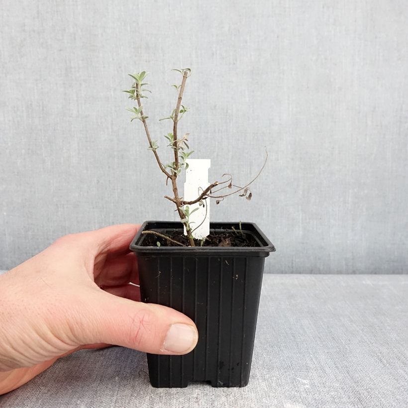 Exemplaar van Sauge germandrée - Salvia chamaedryoides var. isochroma Kweekpotje van 8/9 cm zoals geleverd in de winter