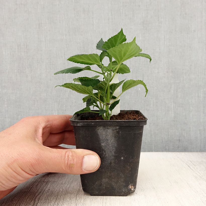 Exemplaar van Salvia Gogo Purple - Vuursalie Kweekpotje van 8/9 cm zoals geleverd in de lente