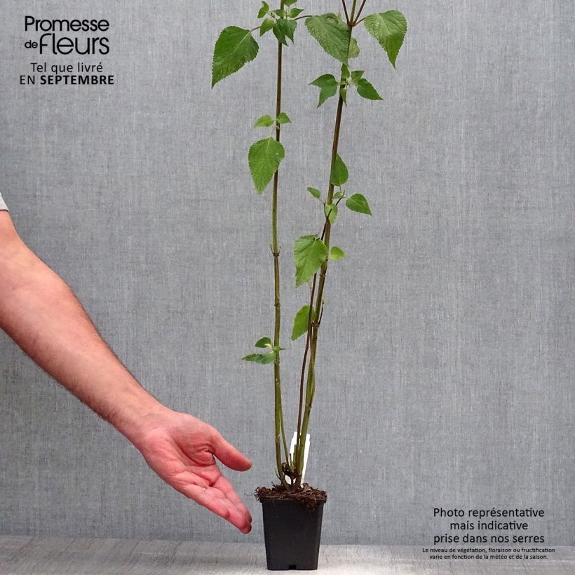 Exemplaar van Salvia guaranitica Amistad - Reuzensalie Kweekpotje van 8/9 cm zoals geleverd in de herfst