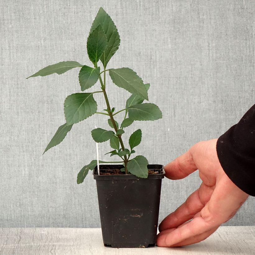 Exemplaar van Salvia Kisses and Wishes - Vuursalie Kweekpotje van 8/9 cm zoals geleverd in de lente