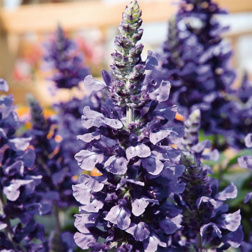 Salvia Mystic Spires Blue Improved - Meelsalie (Bloei)