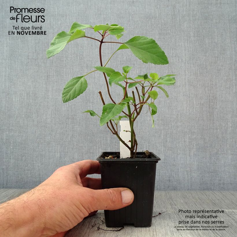 Exemplaar van Salvia Wendys Wish - Vuursalie Kweekpotje van 8/9 cm zoals geleverd in de herfst