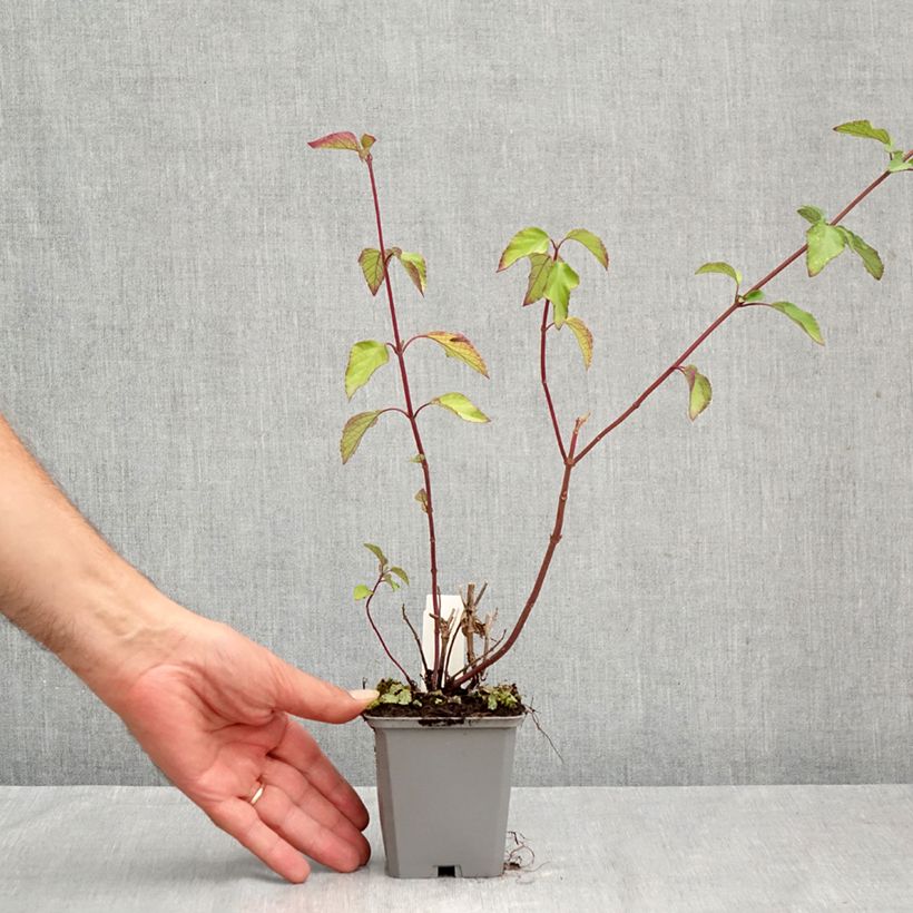 Exemplaar van Salvia Wendys Wish - Vuursalie Kweekpotje van 8/9 cm zoals geleverd in de zomer