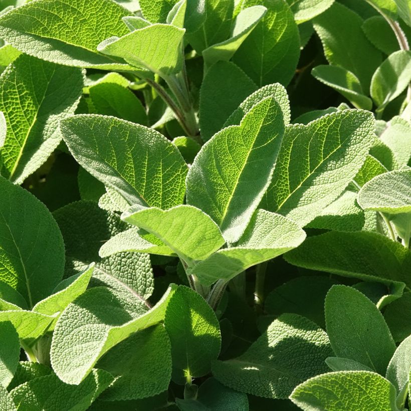 Salvia officinalis Berggarten - Echte salie (Blad)