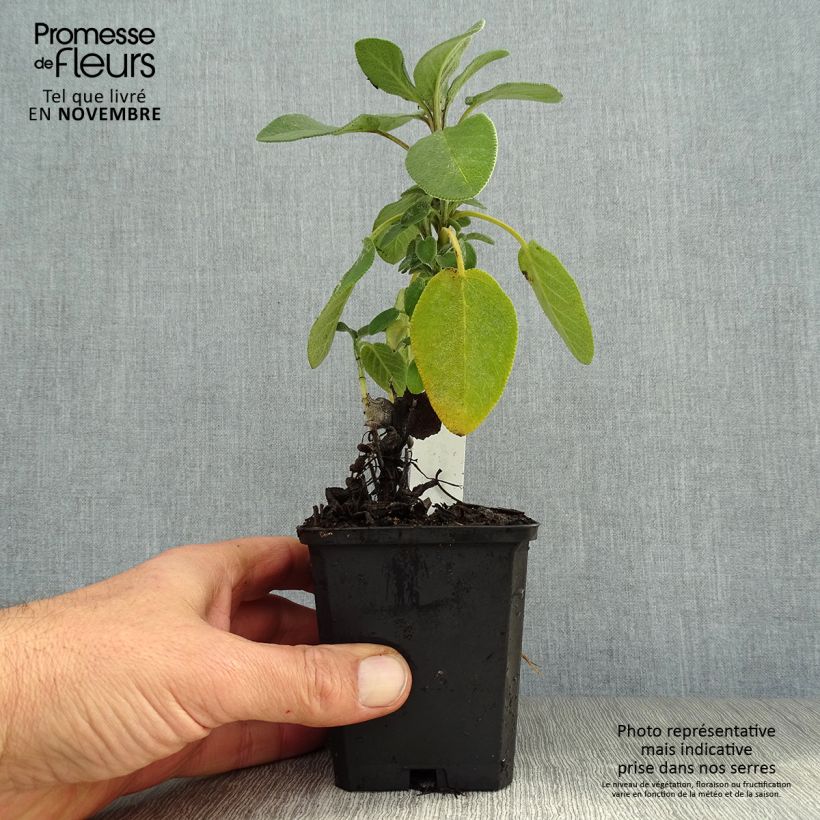 Exemplaar van Salvia officinalis Berggarten - Echte salie Kweekpotje van 8/9 cm zoals geleverd in de herfst