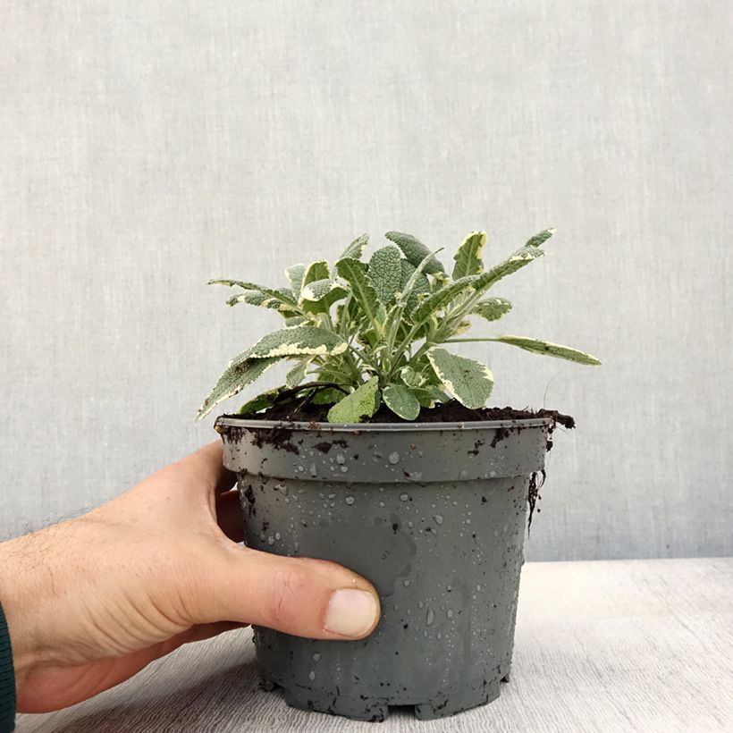 Exemplaar van Sauge officinale Berggarten Variegated - Salvia officinalis Pot de 1,5L/2L zoals geleverd in de herfst