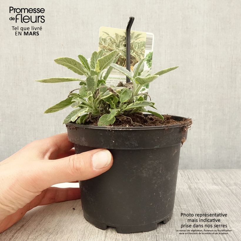 Exemplaar van Bonte echte salie Berggarten Variegated Pot van 1,5 l/2 l zoals geleverd in de lente