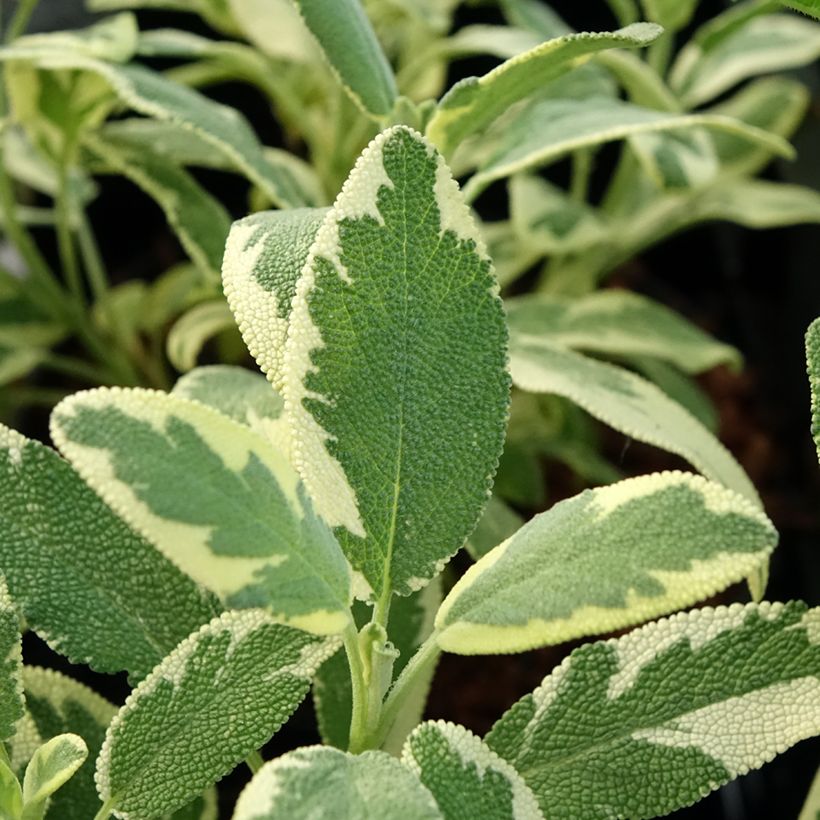 Bonte echte salie Berggarten Variegated (Blad)