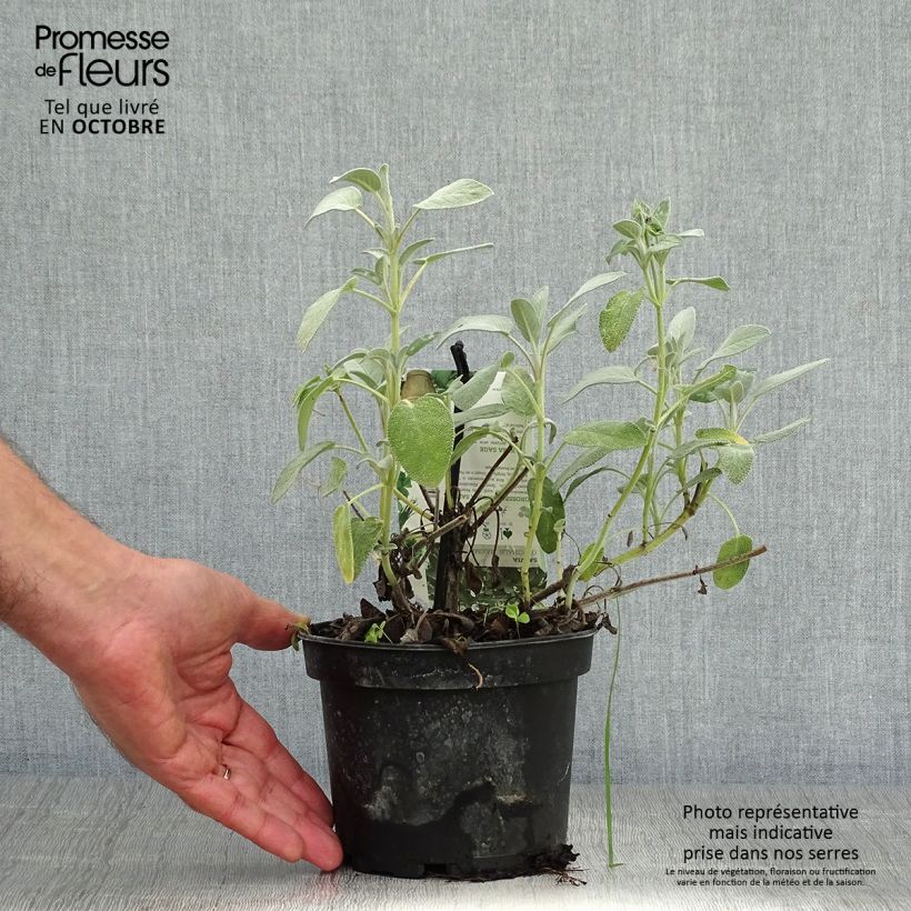 Exemplaar van Echte salie Maxima Pot van 1,5 l/2 l zoals geleverd in de herfst