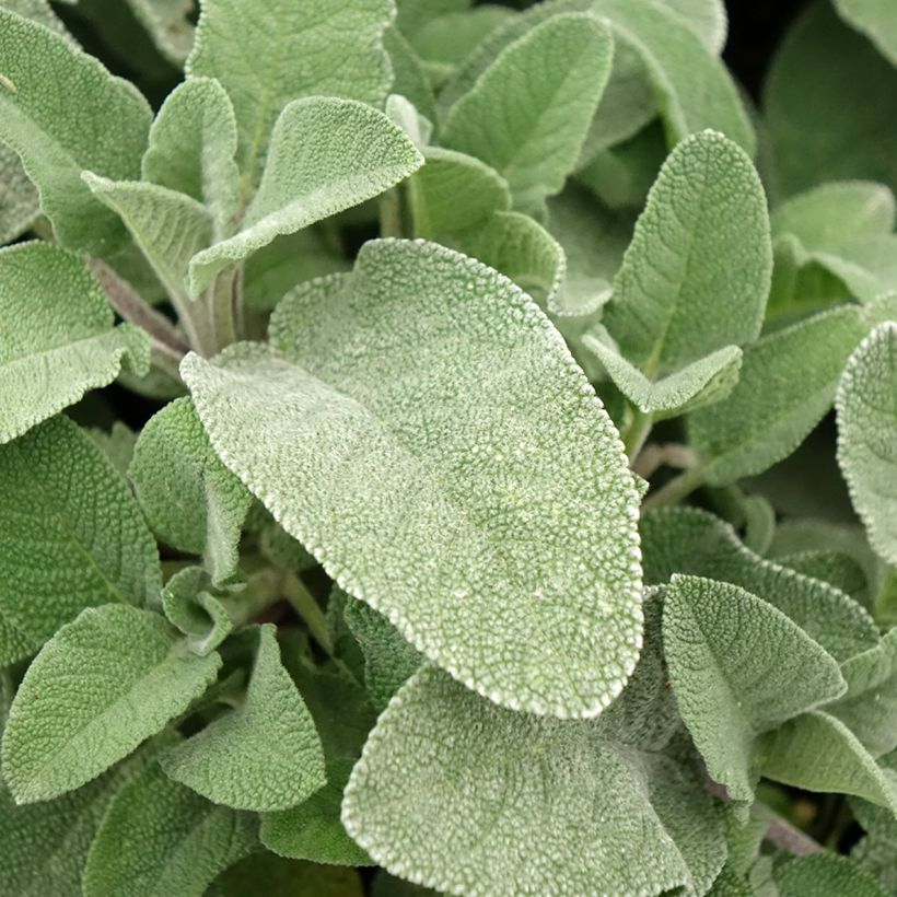 Echte salie Maxima (Blad)