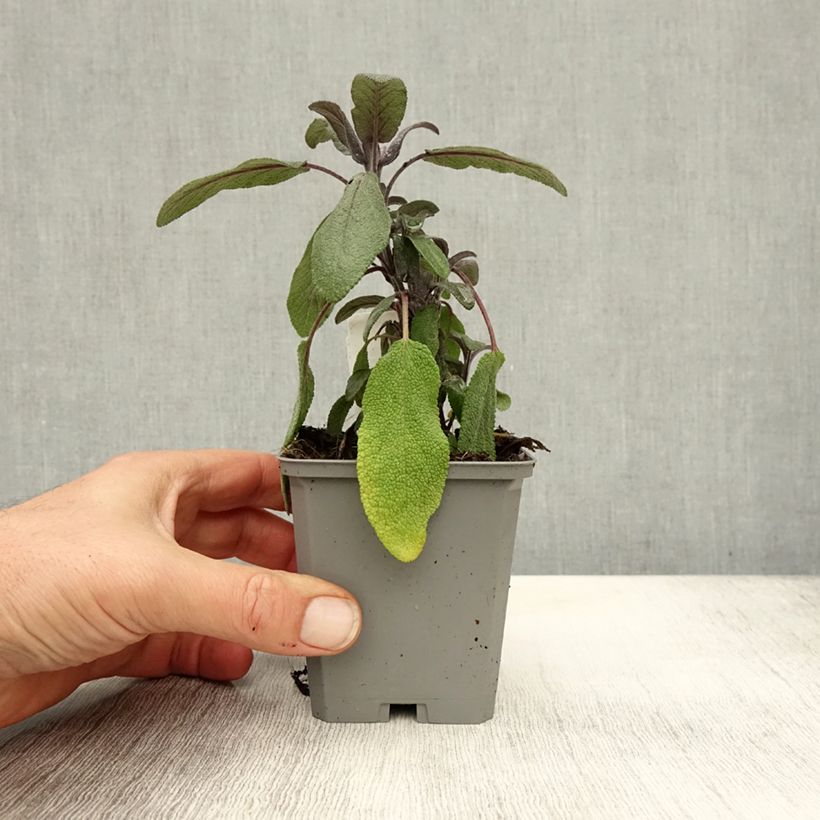 Exemplaar van Salvia officinalis Purpurascens - Echte salie Kweekpotje van 7/8 cm zoals geleverd in de herfst