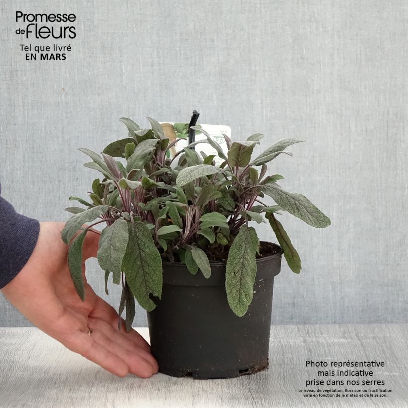 Exemplaar van Salvia officinalis Purpurascens - Echte salie Pot van 1,5 l/2 l zoals geleverd in de lente