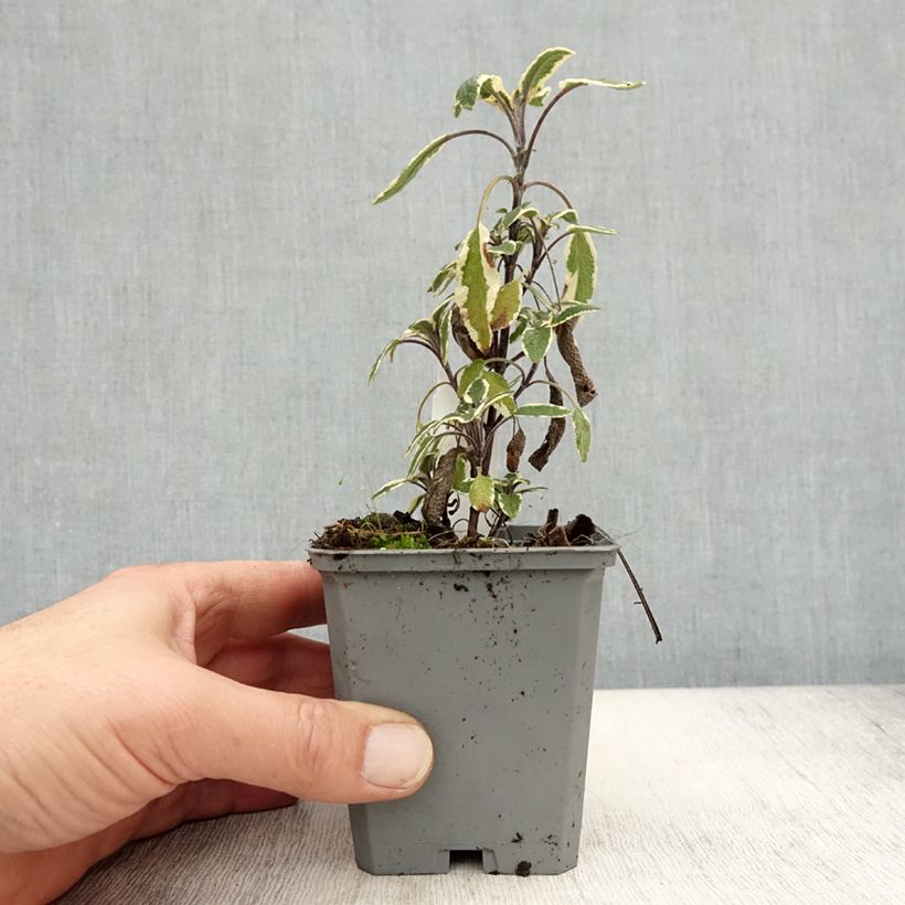 Exemplaar van Salvia officinalis Tricolor - Echte salie Kweekpotje van 7/8 cm zoals geleverd in de herfst