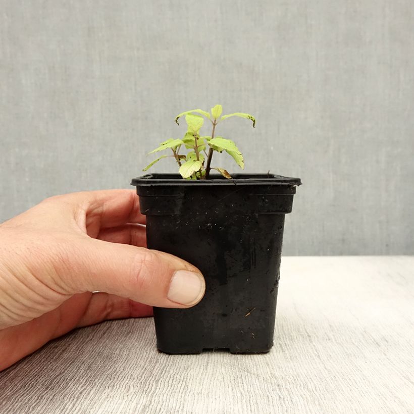 Exemplaar van Salvia elegans Golden Delicious - Ananassalie Kweekpotje van 7/8 cm zoals geleverd in de herfst
